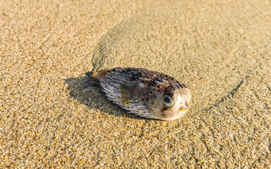 Dead puffer fish washed up on beach lies on sand.
