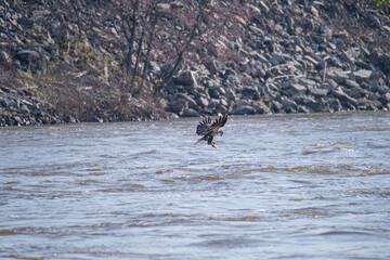 Juvenile bald eagle catches a fish in a river