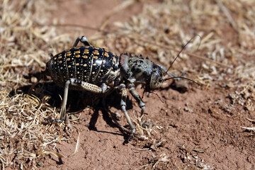 La grande traversée de l’Atlas au Maroc, 18 jours de marche. Rencontre avec un magnifique Eugaster Spinulosa, une espèce de criquet de brousse du Maroc