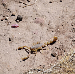 La grande traversée de l’Atlas au Maroc, 18 jours de marche. Rencontre avec un magnifique scorpion 