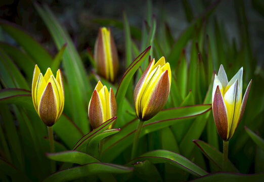 Close-up of a grouping of tulips not quite opened; Calgary, Alberta, Canada