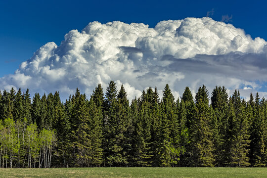 Dramatic storm clouds with blue sky in the background with evergreen trees and a green field in the foreground; Calgary, Alberta, Canada