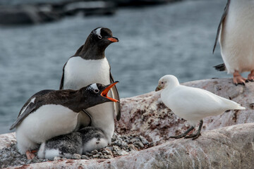 A pair of Gentoo penguins (Pygoscelis papua) warning an unwanted bird away from the two chicks on their nest, on Port Lockroy; Antarctica
