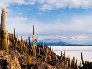 Cactus Island Incahuasi in bolivian desert. Salar de Uyuni