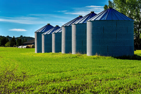 A row of large metal grain bins in a field; West of Calgary, Alberta, Canada