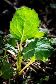 Close up of young canola plants (Brassica Napus); North of Calgary, Alberta, Canada