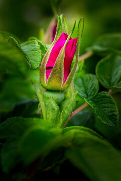 Close up of an early rose bud (Rosa) on the bush; Calgary, Alberta, Canada