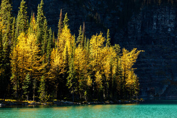 Glowing yellow larch trees in the fall along Lake Louise with mountain cliff in the background, Banff National Park; Lake Louise, Alberta, Canada