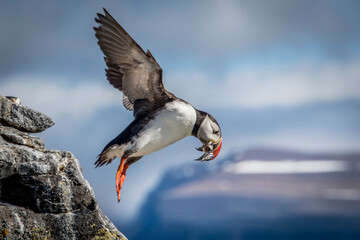 Atlantic Puffin (Fratercula arctica) taking flight with a beak full of fish. Iceland's Vigor Island has a puffin colony as well as a rookery for Arctic Terns; Vigur, Westfjords, Iceland
