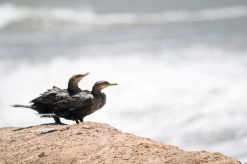 Cormorants prched on the cliffs , near the seashore         