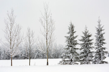 Frosted groups of evergreen and aspen trees on a snow-covered field; Calgary, Alberta, Canada