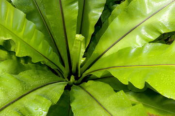 A bird's nest fern, Asplenium nidus, covered in water drops.; Framingham, Massachusetts.