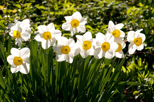Line of spring daffodils, Narcissus species, in flower in springtime.; Cambridge, Massachusetts.