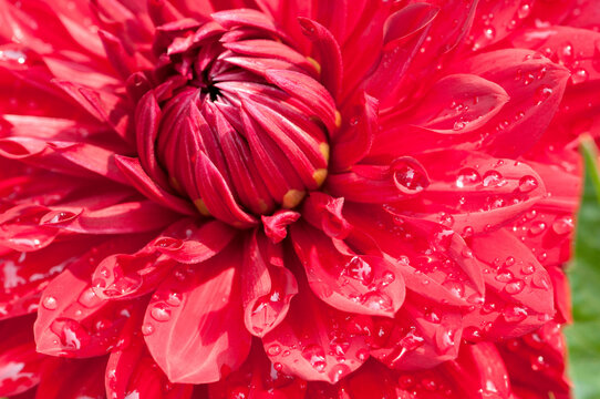 Close up of a large red dahlia flower with water drops.; Brewster, Cape Cod, Massachusetts.