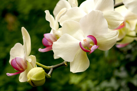 Close up of white and pink moth orchids, Phalaenopsis species.; Longwood Gardens, Pennsylvania.