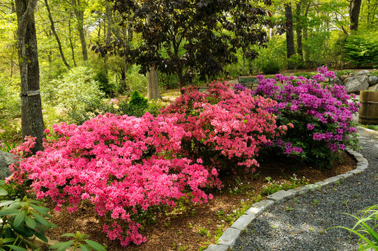 Azaleas in bloom in a wooded garden setting.; Brewster, Cape Cod, Massachusetts.