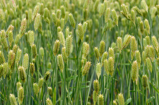 Close view of a wheat field with maturing grain.; Delaware.