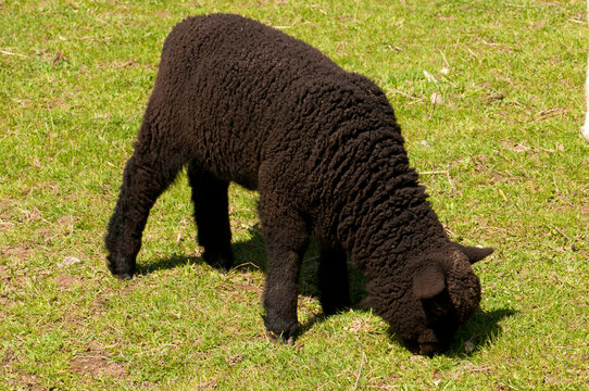 A young lamb grazing on grass.; Drumlin Farm, Lincoln, Massachusetts.
