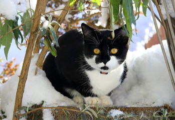 Eine junge schwarz-weiße Katze mit Halsband im Winter im Schnee