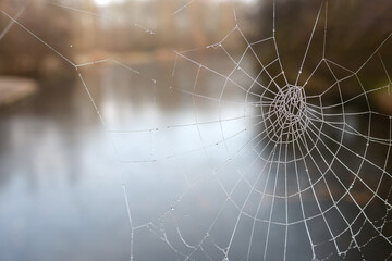 Spider web with glittering drops of frost  winter day in the park