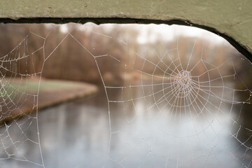 Spider web with glittering drops of frost winter day in the park