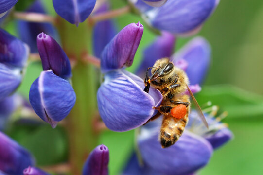 A bee visiting a lupine (Lupinus) flower in the springtime.  The orange wad of pollen in the bee's pollen basket is from lupine flowers.  The bee takes both pollen and nectar from the flowers and poll