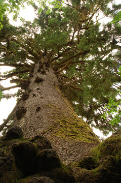 World's largest Sitka Spruce. 191 ft tall, 17 ft diameter.; Quinault Rain Forest, Olympic Peninsula, Washington