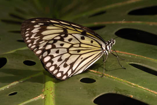 A Tree Nymph butterfly.  Species: Idea leuconoe.; Victoria, British Columbia, Canada
