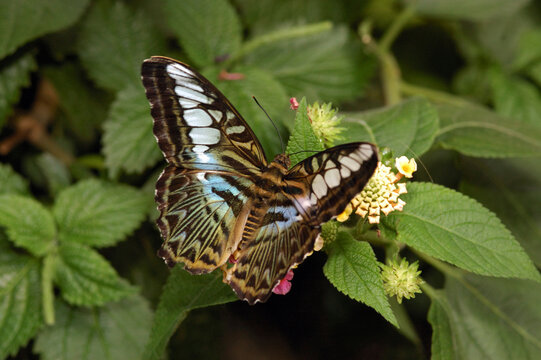 Clipper butterfly (species: Parthenos sylvia lilacinus) on Lantana flowers.; Victoria Butterfly Gardens, Victoria, British Columbia, Canada