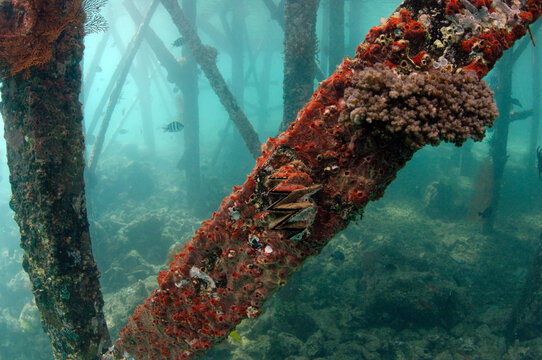 A cockscomb oyster, Lopha cristagalli, is covered in sponges.; Derawan Island, Borneo, Indonesia.