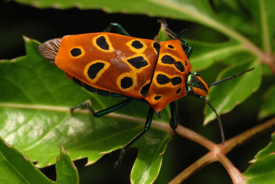 A colorful pentatomid bug on a leaf on Derawan Island.; Derawan Island, Borneo, Indonesia.