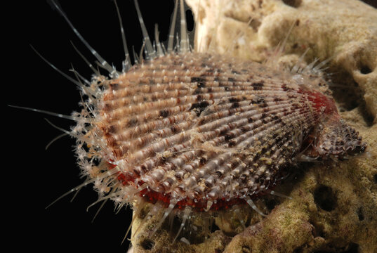 Scallop with red mantle. Sponge on back and hydroids on front of shell; Derawan Island, Borneo, Indonesia.