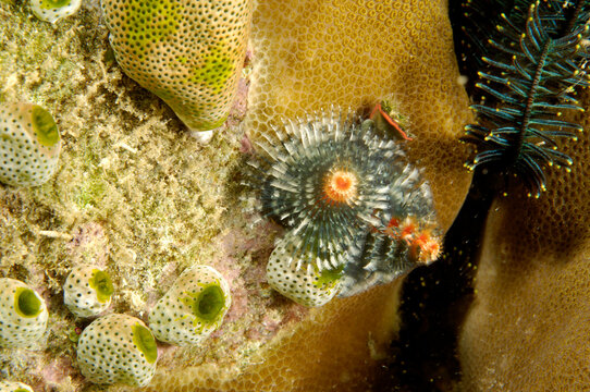 Christmas tree worm and ascidians on hard coral on Derawan Island.; Derawan Island, Borneo, Indonesia.