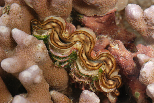 Tridacna squamosa, the Fluted Giant Clam, in a coral head.; Derawan Island, Borneo, Indonesia.