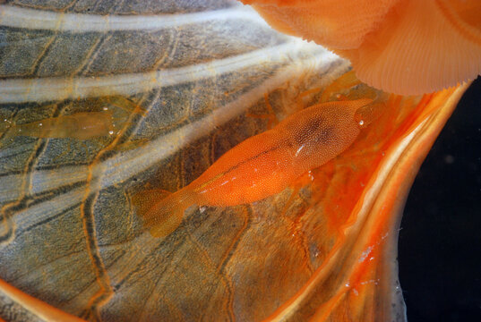 Shrimp inside the gut of an 8" giant mussel. Male is smaller of two.; Derawan Island, Borneo, Indonesia.