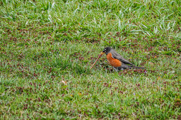 robin play tug of war with worn