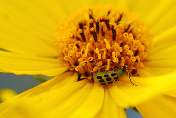 Fototapety  Green spotted beetle eating the pollen of a yellow daisy.  Arlington, Massachusetts.