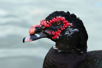 Portrait of a male muscovy duck, Cairina moschata.; Roger Williams Park, Providence, Rhode Island.