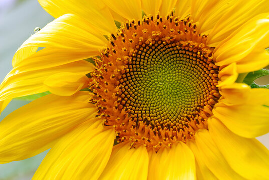 Center of a sunflower.; Arlington, Massachusetts.