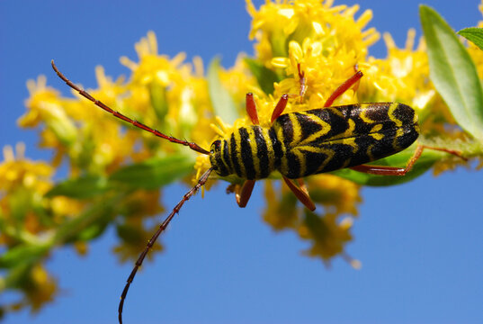 Locust borer beetle, Megacyllene robiniae, feeding on goldenrod.; Belmont, Massachusetts.