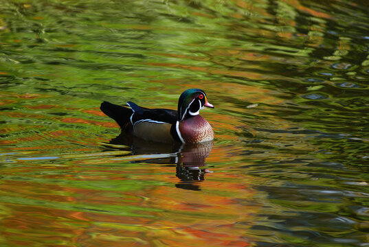 Male wood duck swimming.  Fall foliage is reflected in the water.; Cambridge, Massachusetts.