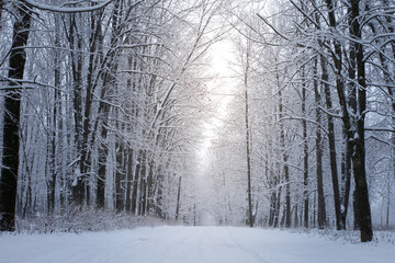 The road in the snowy forest. Winter day in the park. The trees are covered with white snow.