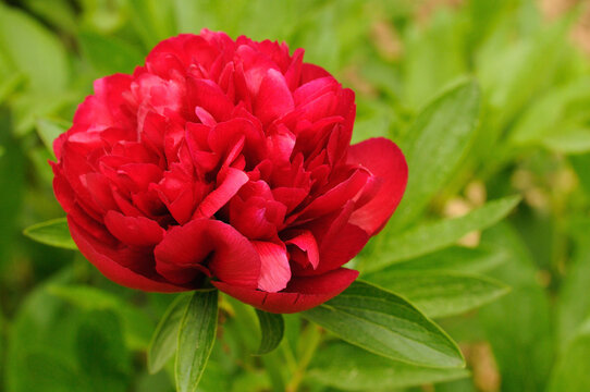 A red peony flower.; Brewster, Cape Cod, Massachusetts.