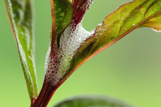 A meadow spittlebug, Philaenus spumarius, hides in its bubble nest.; Todd Wildlife Sanctuary, Bremen, Maine.