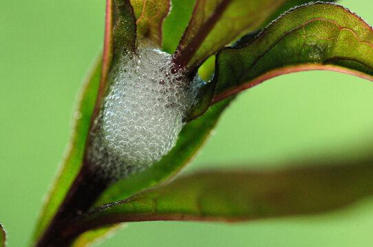A spittlebug is protected inside bubbly mass on a plant stem.; Todd Wildlife Sanctuary, Bremen, Maine.