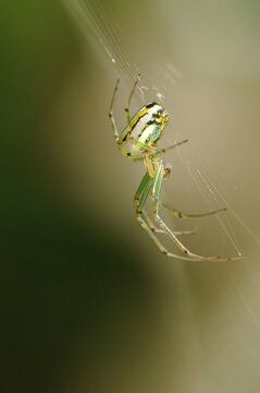A spider in its silk orb web.; Brewster, Cape Cod, Massachusetts.