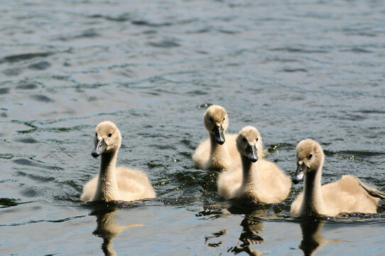 Four mute swan cygnets swimming.; Woburn, Massachusetts.