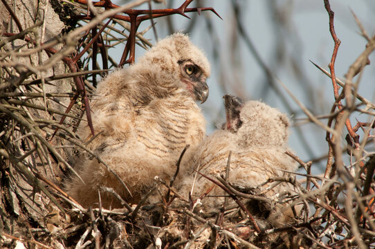 Two great horned owlets, Bubo virginianus, in a thorny locust tree.; Cambridge, Massachusetts.