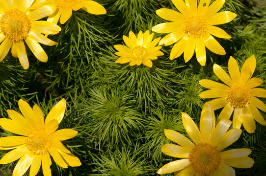 Close up of a great yellow anemone plant, Adonis vernalis, in spring.; Boylston, Massachusetts.