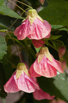 Close up of pink flowering maple flowers, Abutilon species; Boylston, Massachusetts.